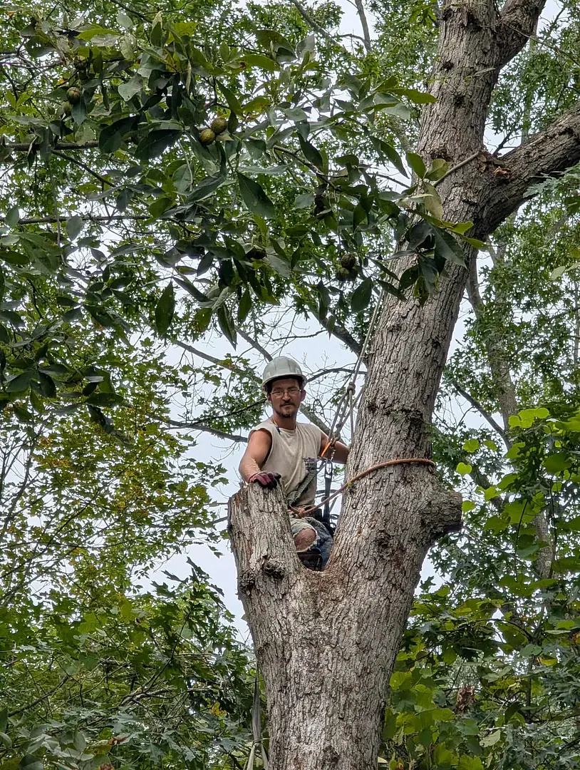 Arborist in helmet and gloves climbing a tree surrounded by dense green foliage