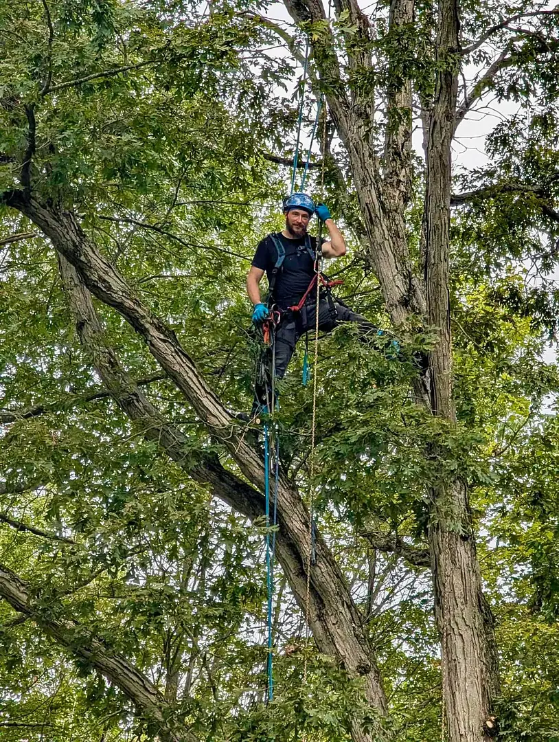 Arborist in climbing gear and helmet suspended in a tree